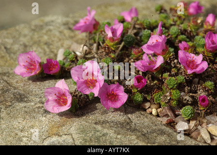 Saxifraga Oppositifolia lila Steinbrech Stockfoto