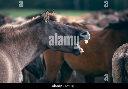 Dülmener Wildpferd Wildpferde Dülmen Deutschland Stockfoto