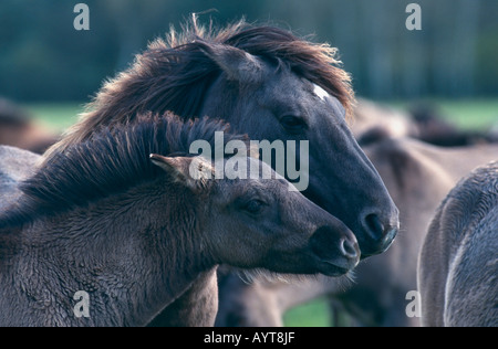 Dülmener Wildpferd Wildpferde Dülmen Deutschland Stockfoto