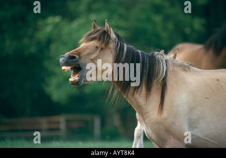 Dülmener Wildpferd Wildpferde Dülmen Deutschland Stockfoto