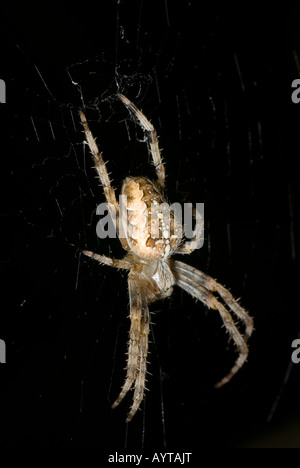 Makro flash Schuss eine Kugel weben Spinne (Araneidae). Stockfoto