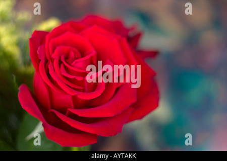 Eine einzelne rote Rosenblume auf unscharfem Hintergrund über den Kopf von oben Bildern Bilder Fotos Fotos Fotografien große hohe Auflösung horizontal in den USA US High-Resolution Stockfoto