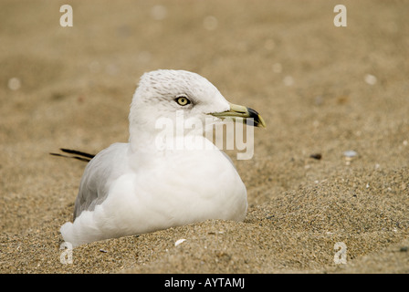 Eine Möwe Ring-billed ruht auf einem Strand im Herbst. Stockfoto