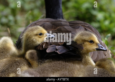 Kanada-Gans Gänsel in Rückenlage Mütter Stockfoto