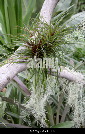 Tillandsia Bromelien Bromeliaceae epiphytisch Luft Pflanzen Stockfoto