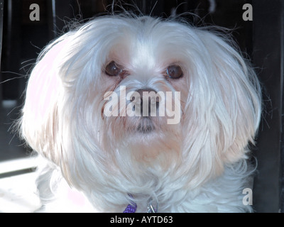 Malteser Hund posiert Stockfoto