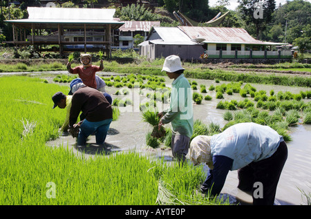 Indonesien: Frauen Pflanzen Reis Sämlinge, Sulawesi Insel in der Nähe von Rantepao Stockfoto