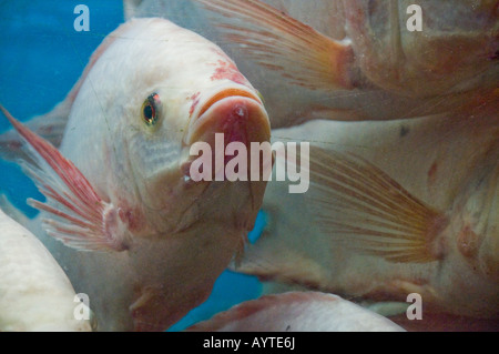 Tropische Fische im Aquarium Restaurant in Singapur Stockfoto