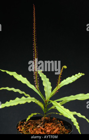 Airy Shaw (Triphyophyllum Peltatum). Pflanze mit normalen und Drüsengewebe Blättern Stockfoto