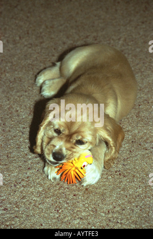 Cocker Spaniel Welpen mit quietschend Spielzeug spielen Stockfoto