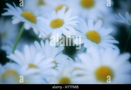 Schuss von Daisy Köpfe hautnah Stockfoto
