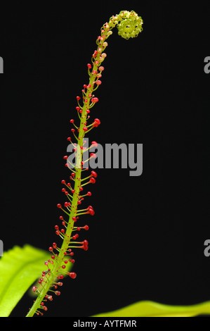 Airy Shaw (Triphyophyllum Peltatum). Entfaltenden glanduläre Blatt mit normalen Blättern im Hintergrund Stockfoto