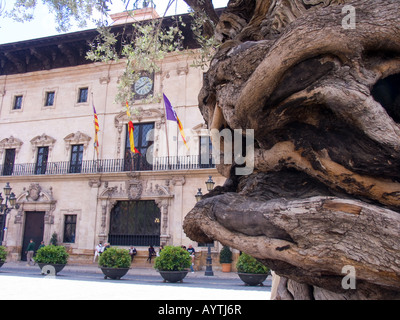 Ein knorriger Olivenbaum und das Rathaus in Plaça Cort Mallorca Stockfoto