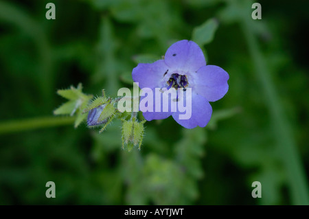 Wilde Blumen Santiago Oaks Regional Park Kalifornien Stockfoto