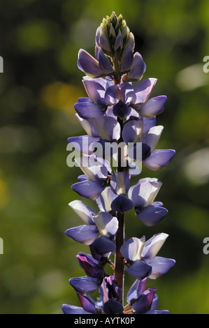 Wilde Blumen Santiago Oaks Regional Park Kalifornien 080308 6965 Stockfoto