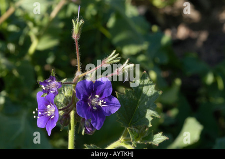 Wilde Blumen Santiago Oaks Regional Park Kalifornien Stockfoto