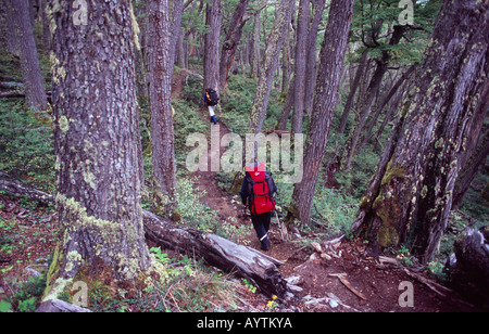 Wandern durch einen Wald Lenga, Paine Circuit, Torres del Paine Nationalpark, Patagonien, Chile Stockfoto