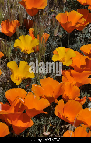 Kalifornien Mohnblumen, Poppy finden Antelope Valley CA 080413 30179 Stockfoto