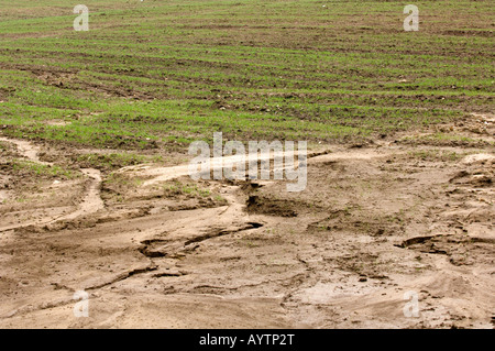 Bodenerosion auf einem zurückgesetzten Feld zeigt Schäden Starkregen waschen Mutterboden entfernt Lancashire England tun kann Stockfoto