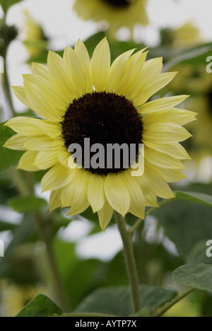 Schließen Sie herauf Bild der großen Sonnenblume genommen in einem Bett aus Sonnenblumen, die den Hintergrund erstellen Stockfoto