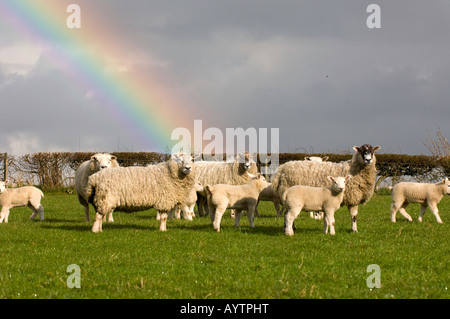 Maultier und Texel gekreuzt Mutterschafe und Lämmer im Feld am Ende des Regenbogens Eppleby Co Durham Stockfoto