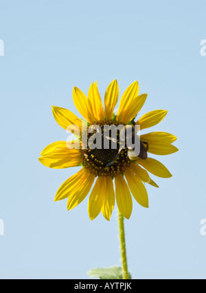 Bombus fervidus oder goldene nördliche Hummel bestäubt eine Sonnenblume, Hellianthus annuus in Oklahoma, USA. Stockfoto