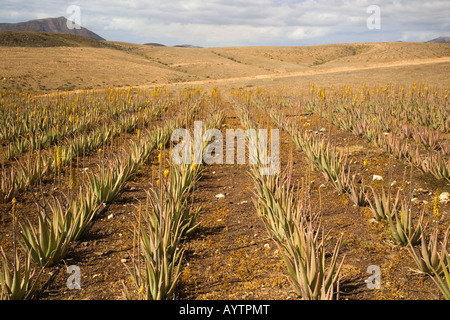 Feld mit Aloe Vera Blütenpflanzen, Fuerteventura, Kanaren, Spanien Stockfoto