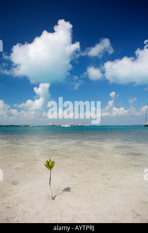 Tropischen Blick auf Isla Mujeres, Quintana Roo, Mexiko Stockfoto