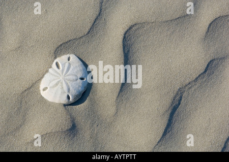 Sanddollar am Sandstrand, Baja California, Mexiko Stockfoto