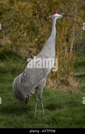 Sandhill Kran Stockfoto