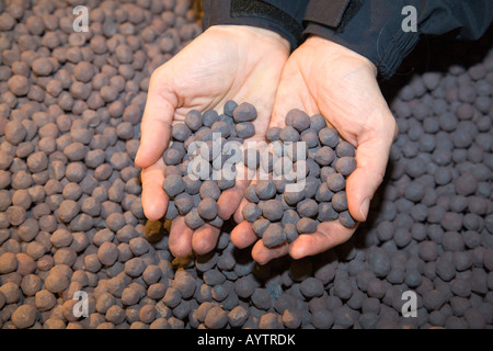 Zwei Hände halten hergestellten in die LKAB Granulierung Werk in Kiruna Eisen-Erz-pellets Stockfoto