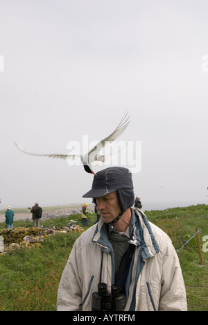 Mann auf Farne Islands mit arktischen Seeschwalbe Stockfoto