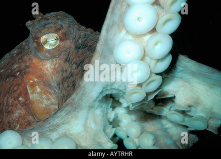 Riesige pazifische Krake (Octopus Dofleini) gefangen Seattle Aquarium Stockfoto