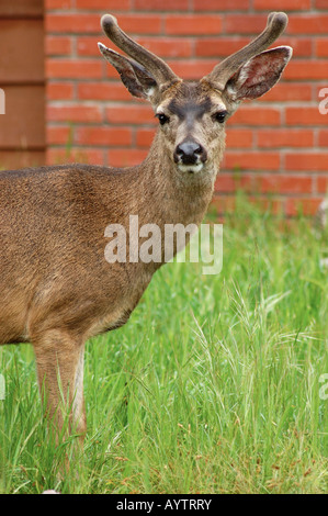 Porträt einer jungen männlichen Maultier-Rotwild im urbanen Umfeld mit neuen Geweih in weiche samtige Fell Schuss in Asilomar Kalifornien abgedeckt Stockfoto