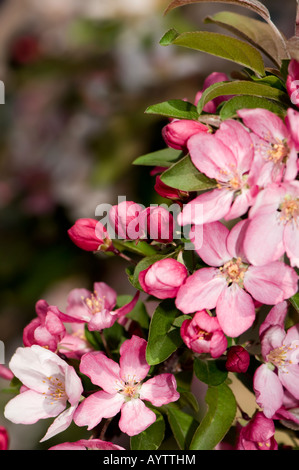 Ein Zierapfel-Baum voller rosa Blüten im Frühjahr. Geeignet für Grußkarten. Stockfoto