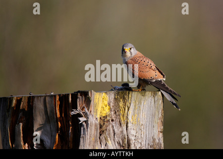 Männliche Kestrel Falco Tinnunculus thront auf Baumstumpf mit kurzen tailed Wühlmaus Warnung Potton Bedfordshire suchen Stockfoto