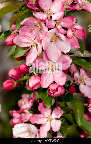 Ein Zierapfel-Baum voller rosa Blüten im Frühjahr. Stockfoto