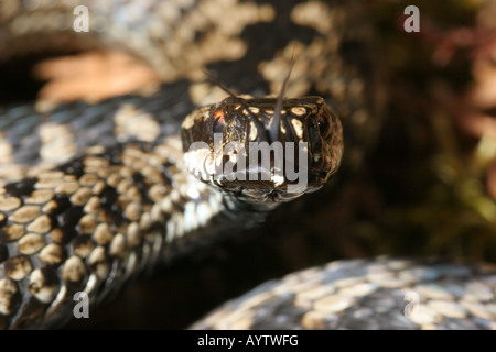 Kreuzotter Vipera Berus mit Zunge streichen Stockfoto