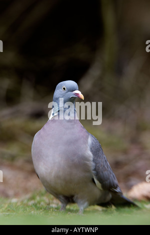 Woodpigeon Columba Palumbus thront am Boden suchen alert niedrigen Winkel geschossen Potton Bedfordshire Stockfoto