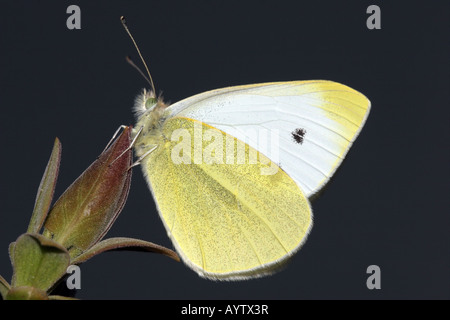 Kleine weiße Schmetterling Artogeia Rapae auf lila Bush Stamm Stockfoto