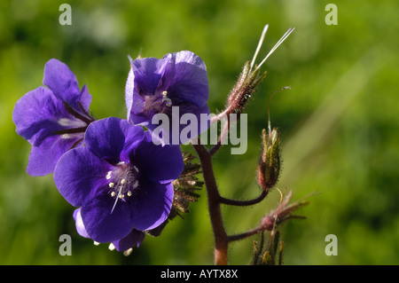 Wilde Blumen Santiago Oaks Regional Park Kalifornien Stockfoto