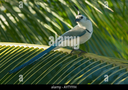 Weiße-throated Magpie-Jay (Calocitta Formosa) Nicoya Halbinsel COSTA RICA Stockfoto