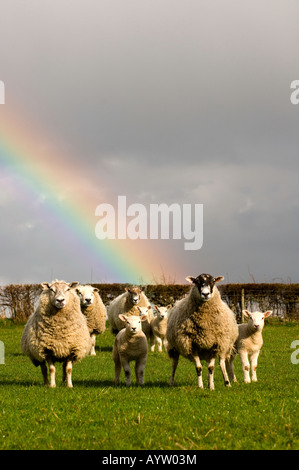 Maultier und Texel gekreuzt Mutterschafe und Lämmer im Feld am Ende des Regenbogens Eppleby Co Durham Stockfoto