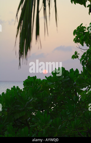 Strand, Malediven, Indischer Ozean Stockfoto