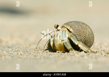 Einsiedlerkrebs auf Sand, Meer von Cortez, Baja California, Mexiko Stockfoto