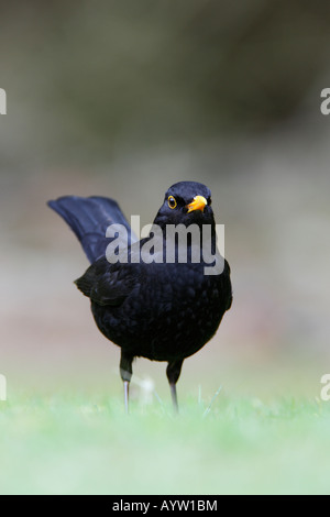 Amsel Turdus Merula auf Rasen niedrigen Winkel geschossen Potton Bedfordshire Stockfoto