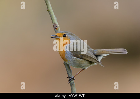 Robin Erithacus Rubecula stehend auf AST Alarm Potton Bedfordshire suchen Stockfoto