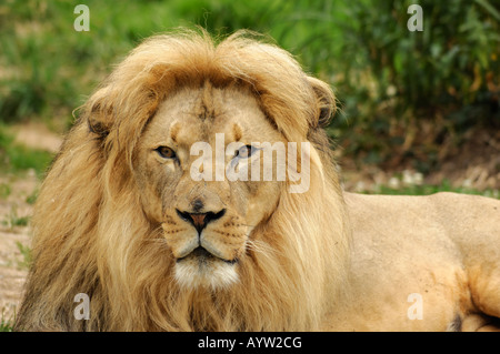 Afrikanischer Löwe Panthera Leo Krüger männlich sucht direkt auf die Kamera im Querformat Stockfoto