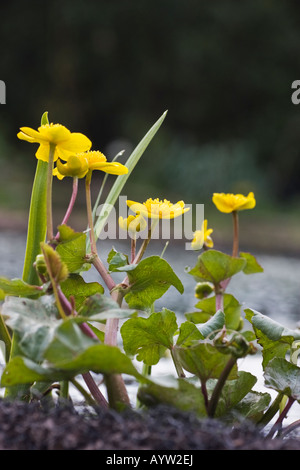 Seitliche Porträt von der blühenden Pflanze von einem Marsh Marigold, Caltha palustris Stockfoto