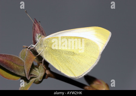 Kleine weiße Schmetterling Artogeia Rapae auf lila Schaft Stockfoto